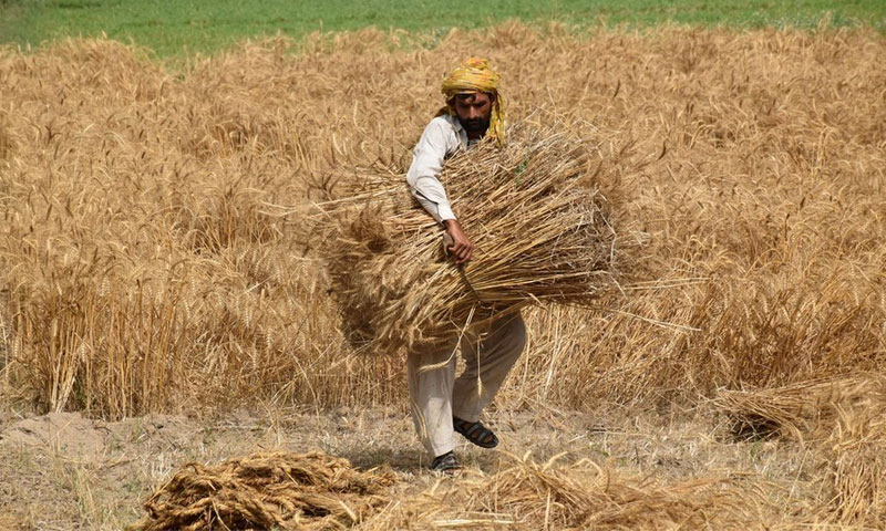 Wheat..