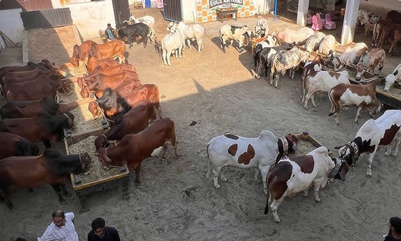 150 biggest bachra farm lahore
