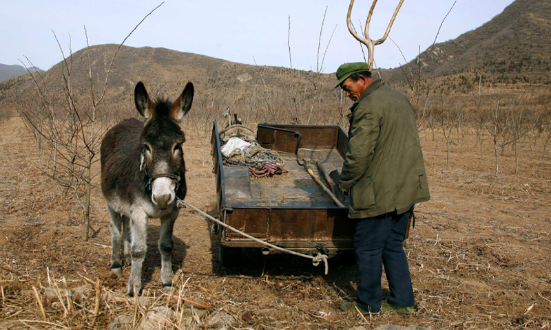 Donkeys in paksitan.
