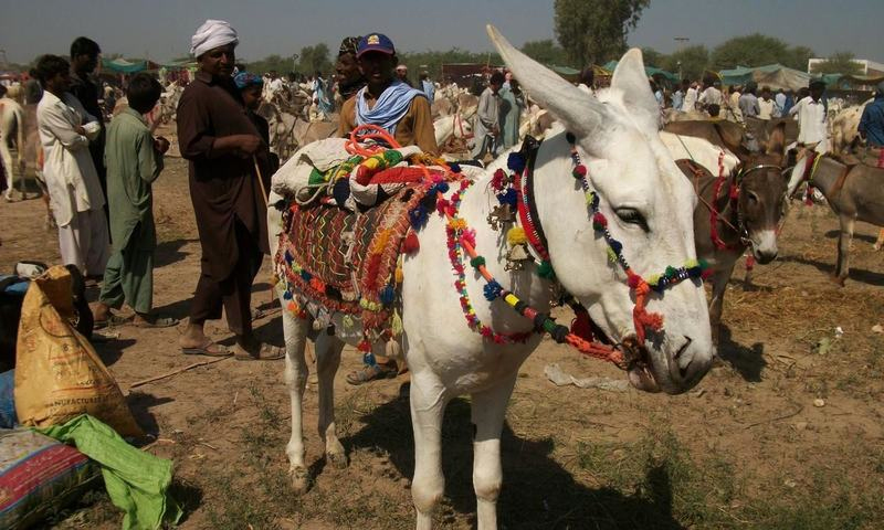 Donkeys in paksitan..