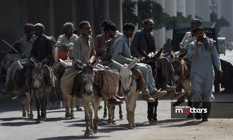 Donkeys in paksitan