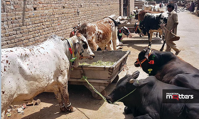 Establishment of 407 livestock farms