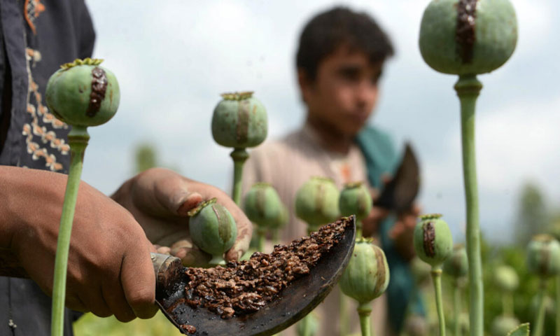 Global opium and cocaine production at record highs, un report says