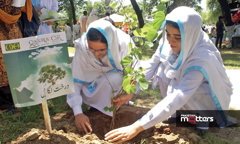 Punjab green