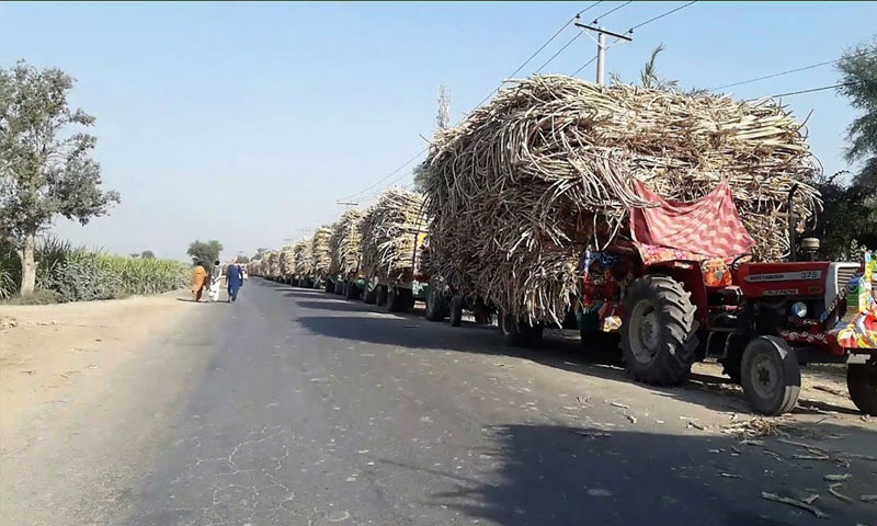 Sugarcane