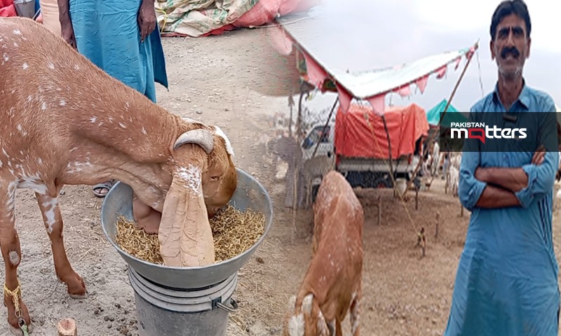 Bhakra