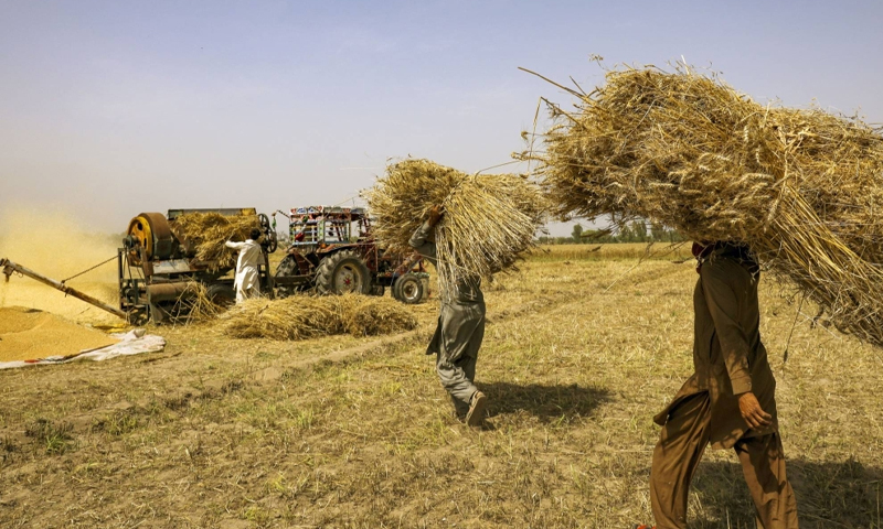 Green punjab