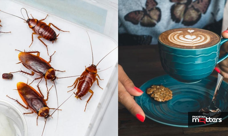 Are crushed cockroaches in coffee fda approved