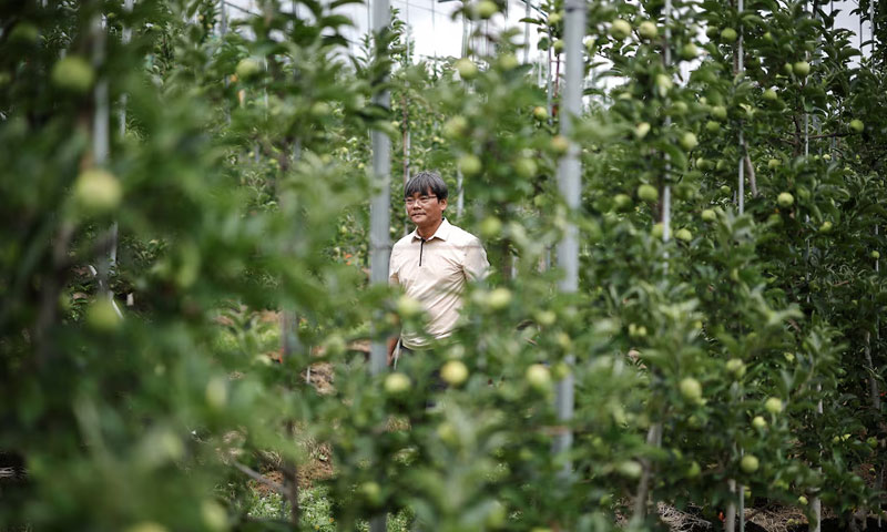 In south korea's 'apple county'
