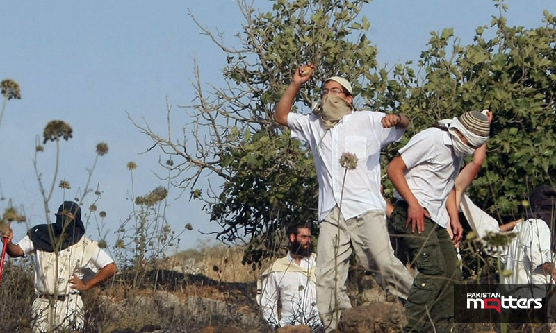 Israeli settlers chop down dozens of olive trees south of bethlehem