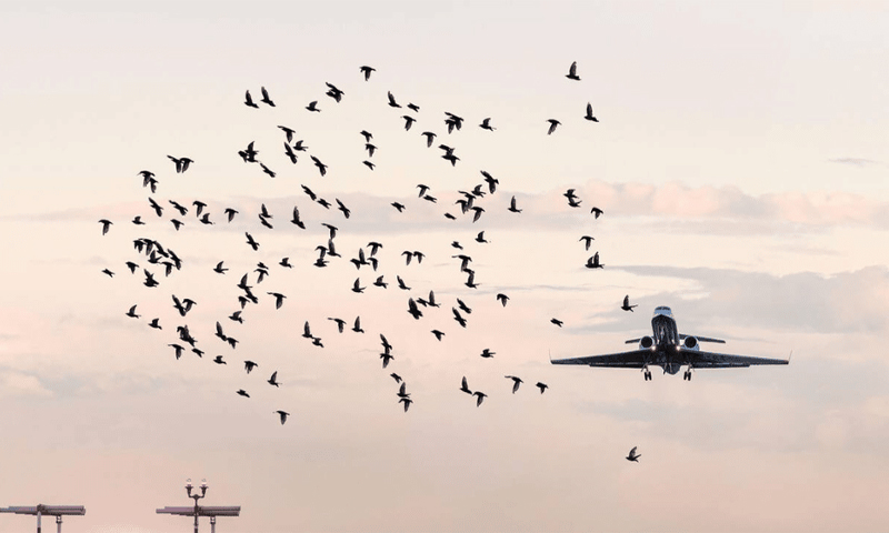 No bird zone