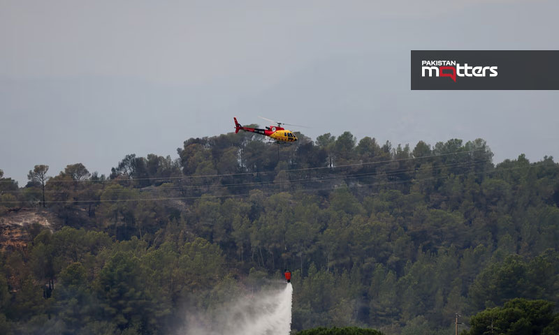 Spain fir