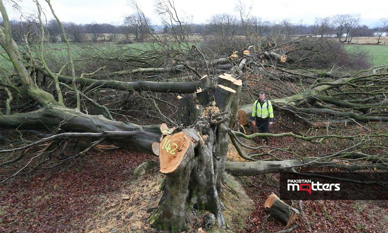Uk tree