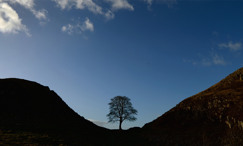 Uk tree .