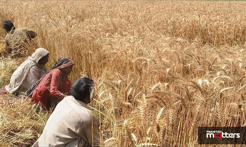 Wheat flour crisis deepens amid blame game