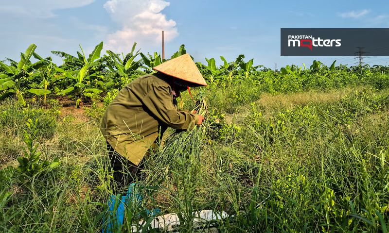 Vietnam farmers