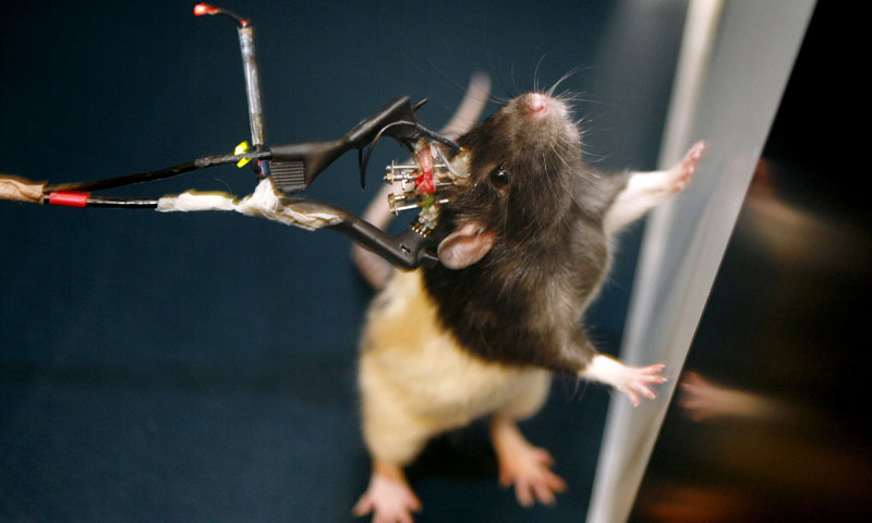 Mices